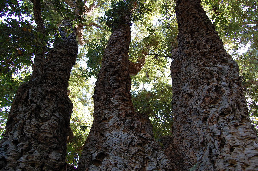 Three tall tree trunks rising side by side into a green canopy