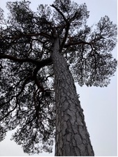 A tall pine photographed from its base, the trunk rising into a dark canopy
