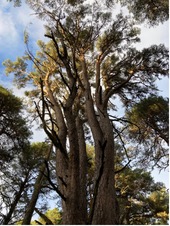 A Scots pine with bare lower branches reaching into a bright blue sky