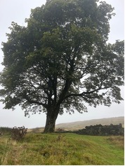A broad, solitary tree standing in a misty field beside a drystone wall