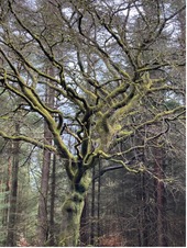 A gnarled, moss-covered tree with twisting bare branches in winter woodland
